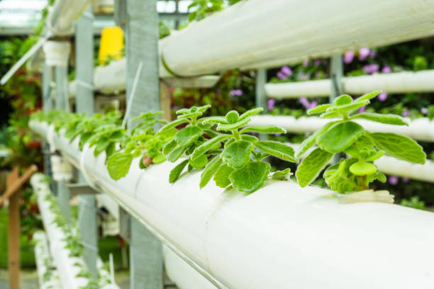aeroponic tower farming in India
