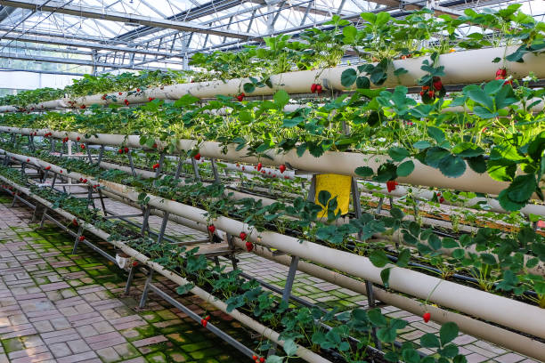 Aeroponic Tower Farming in India